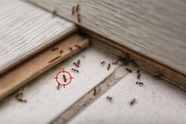 Best Affordable Pest Control Services  in Orting, WA