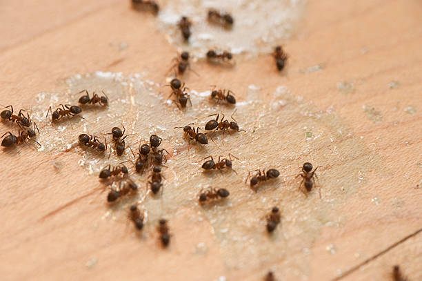 Best Ant Control Services  in Orting, WA
