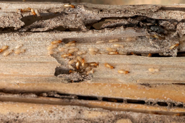 Best Bed Bug Extermination  in Orting, WA